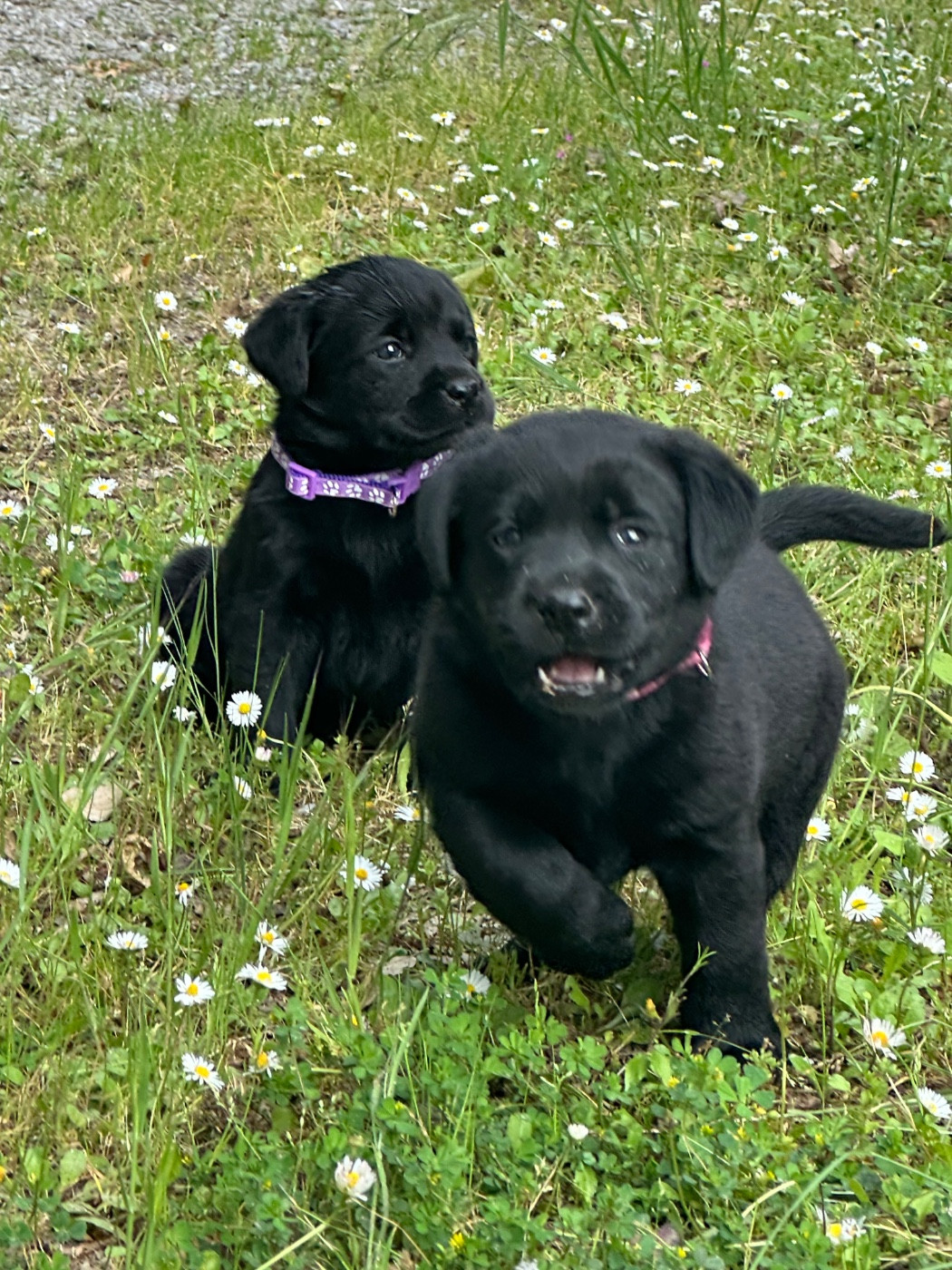 De sandie landes - Chiots disponibles - Labrador Retriever