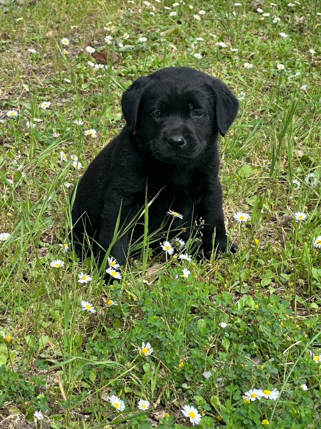 De sandie landes - Chiots disponibles - Labrador Retriever