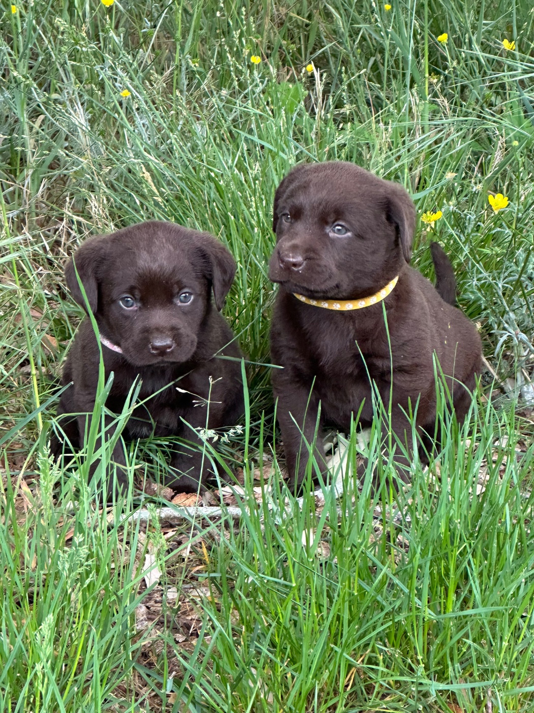 De sandie landes - Chiots disponibles - Labrador Retriever