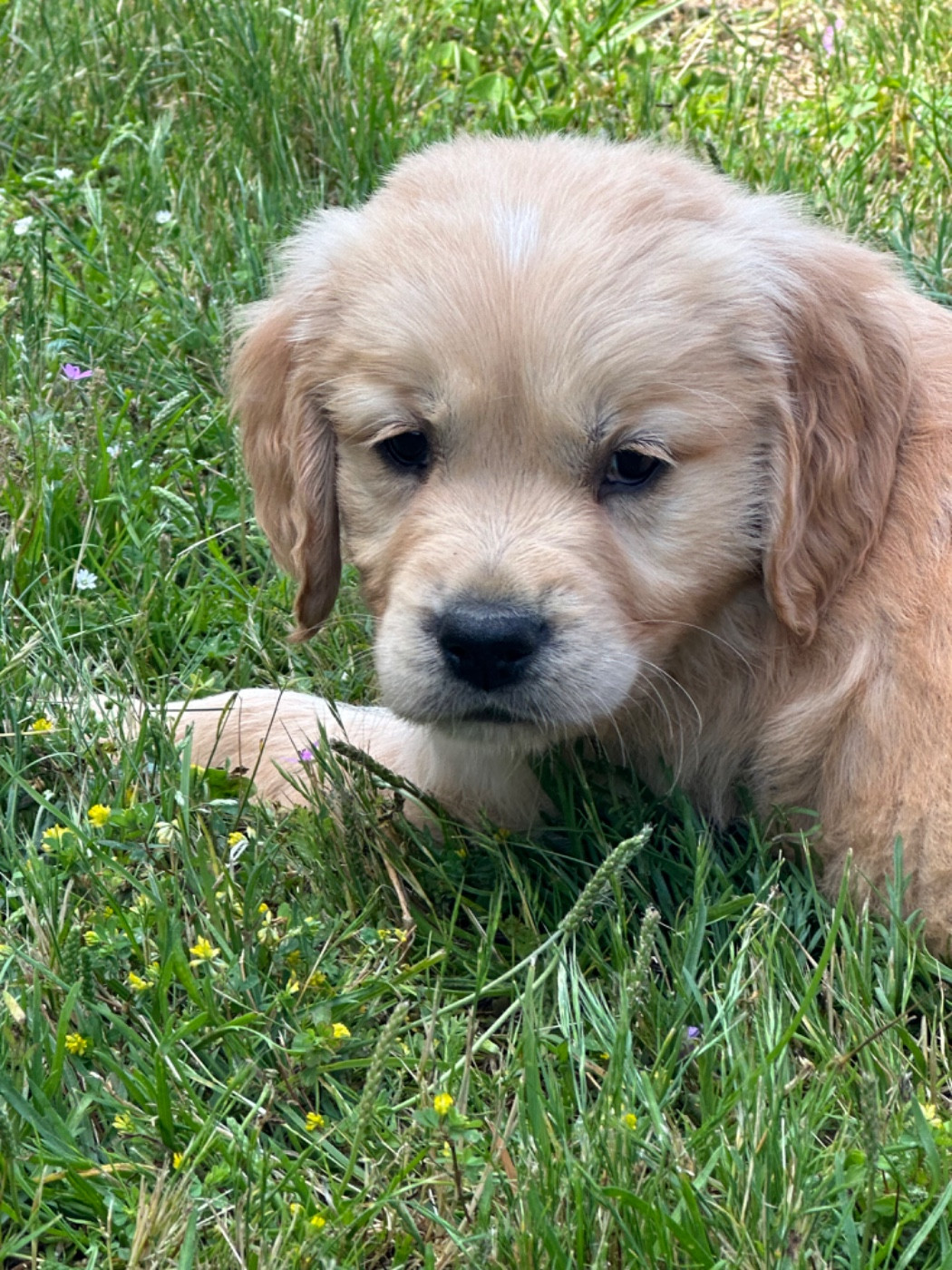 De sandie landes - Chiots disponibles - Golden Retriever