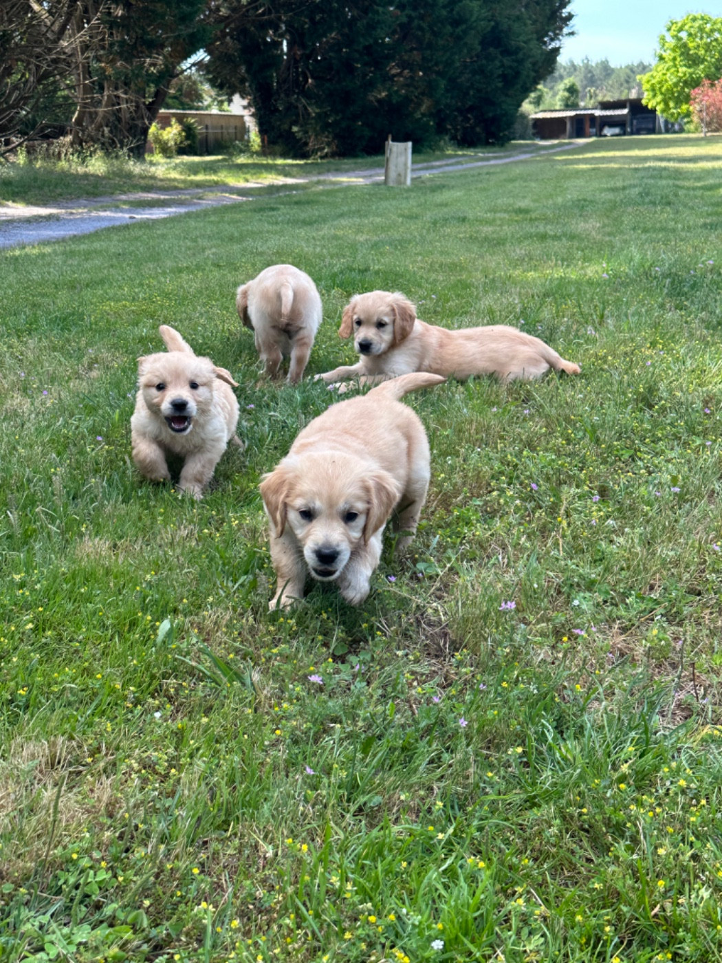 De sandie landes - Chiots disponibles - Golden Retriever