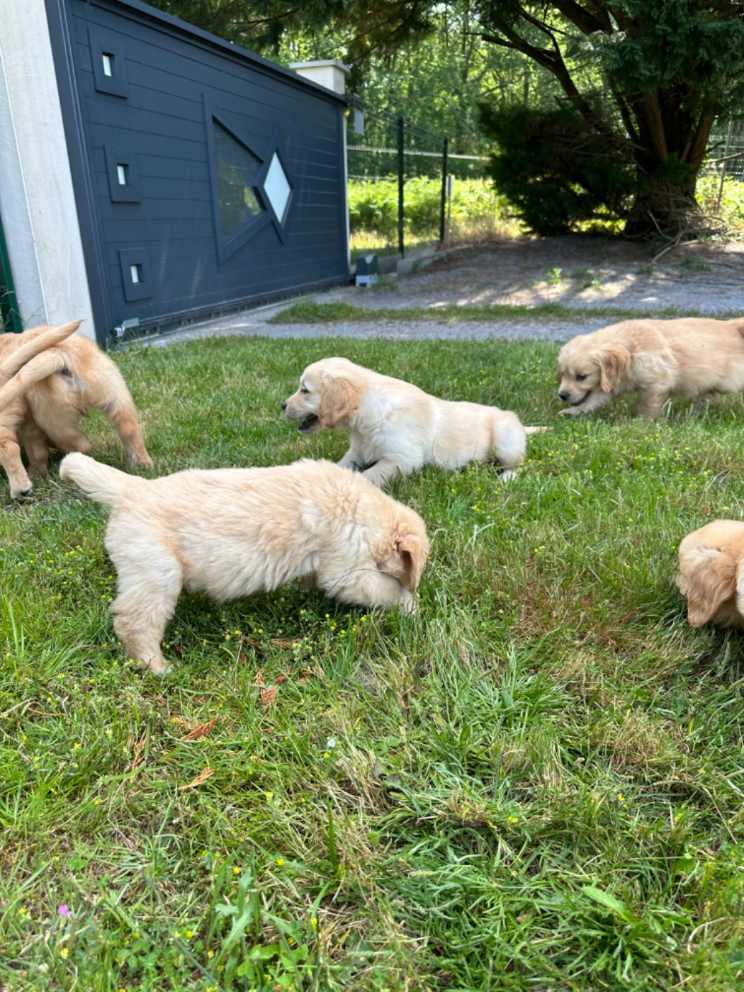 De sandie landes - Chiots disponibles - Golden Retriever