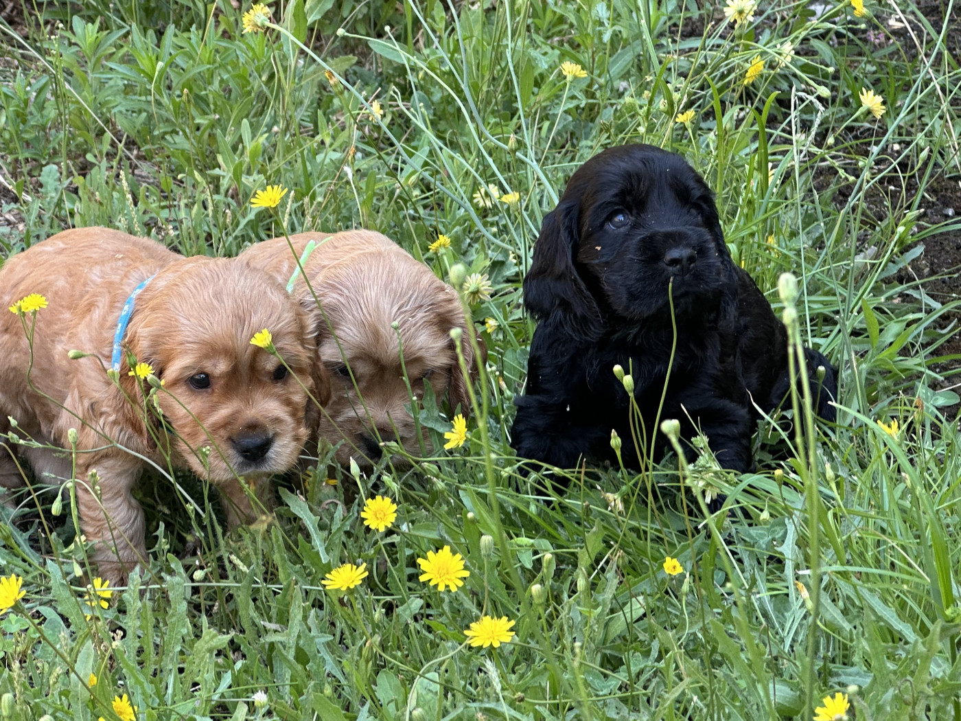 Chiot Cocker Spaniel Anglais De sandie landes