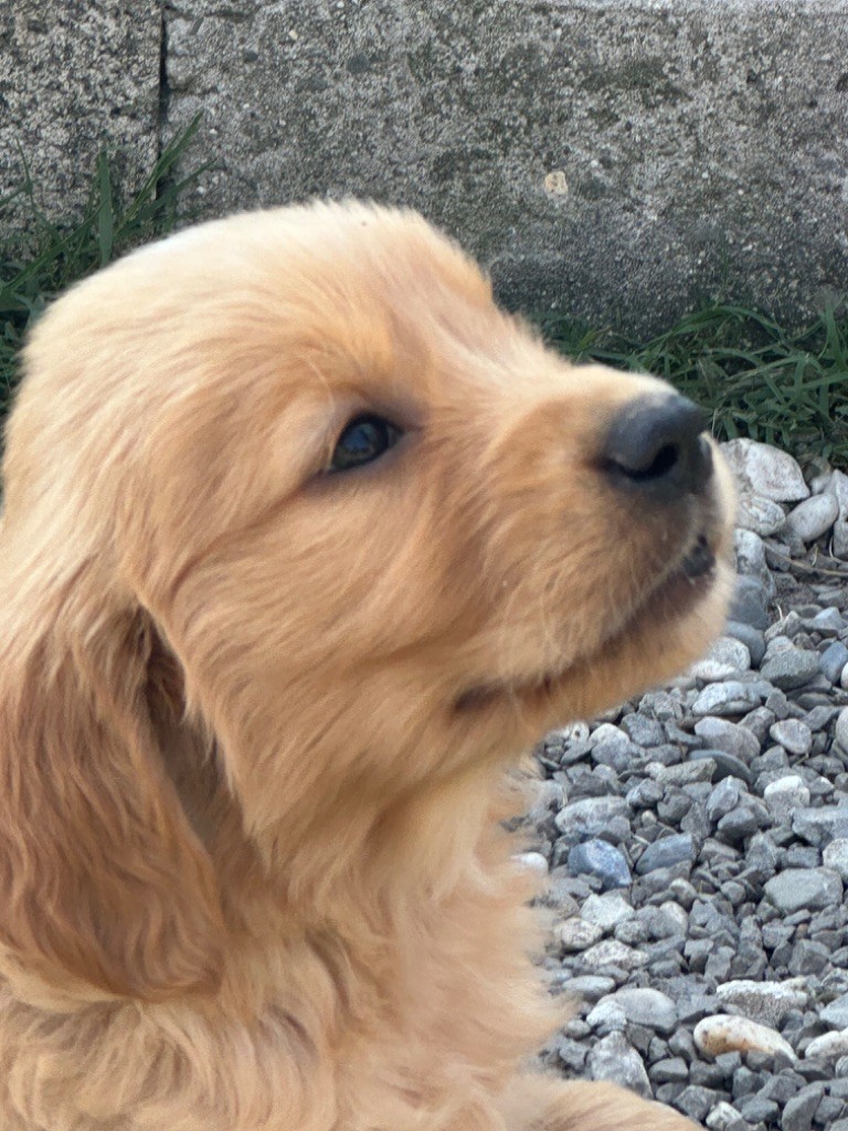 De sandie landes - Chiots disponibles - Golden Retriever