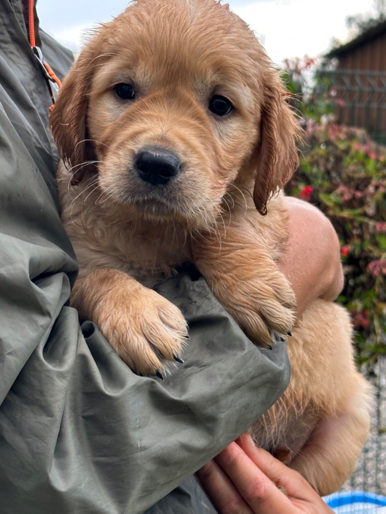Chiot Golden Retriever De sandie landes