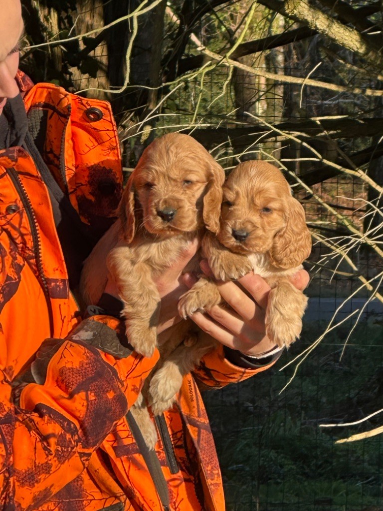 De sandie landes - Chiots disponibles - Cocker Spaniel Anglais