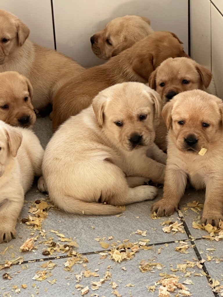 De sandie landes - Chiots disponibles - Labrador Retriever