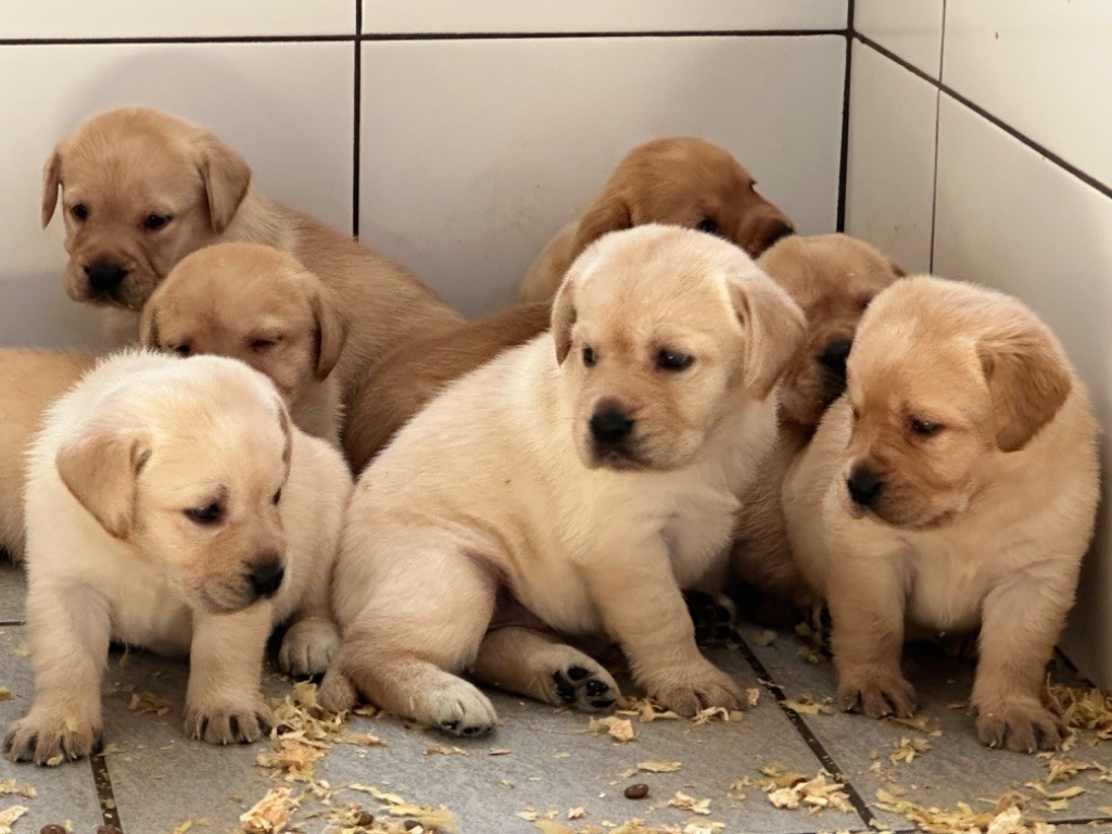 De sandie landes - Chiots disponibles - Labrador Retriever