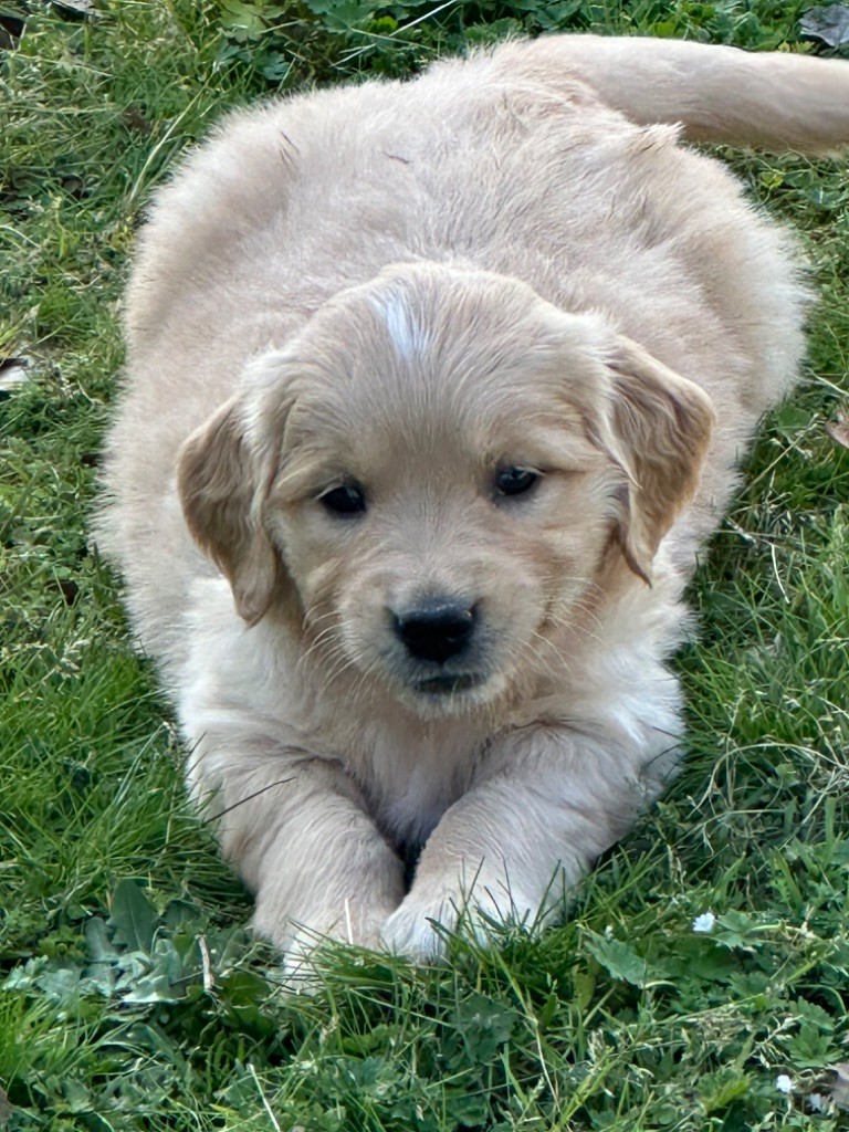 De sandie landes - Chiots disponibles - Golden Retriever