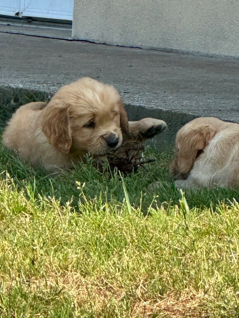 De sandie landes - Chiots disponibles - Golden Retriever
