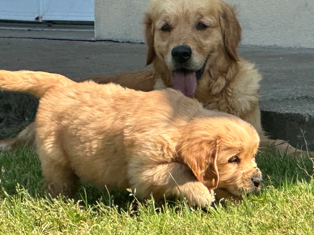 De sandie landes - Chiots disponibles - Golden Retriever