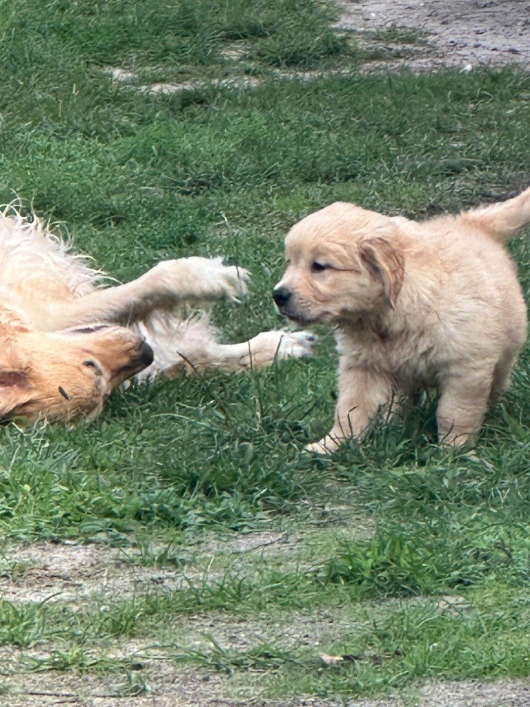 De sandie landes - Chiots disponibles - Golden Retriever