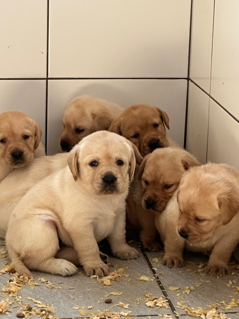 De sandie landes - Chiots disponibles - Labrador Retriever