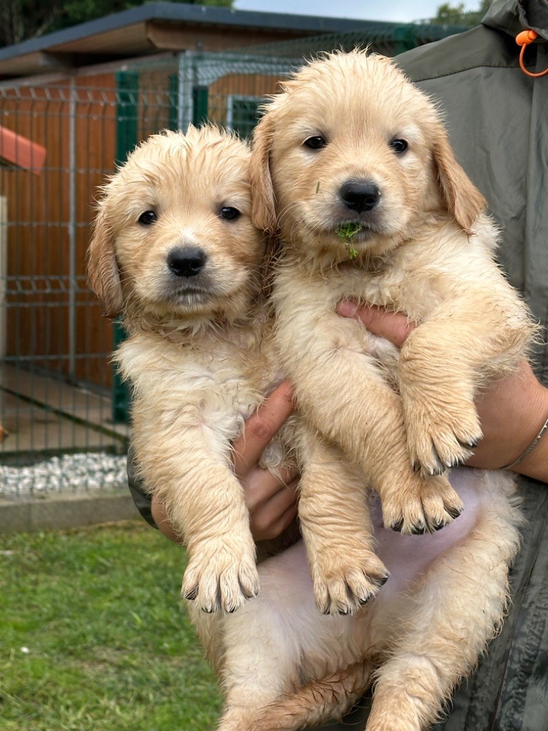 De sandie landes - Chiots disponibles - Golden Retriever