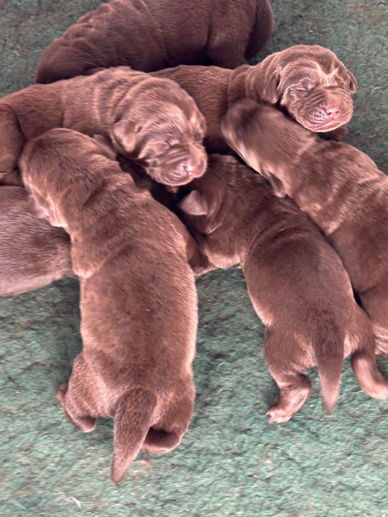 Chiot Labrador Retriever De sandie landes