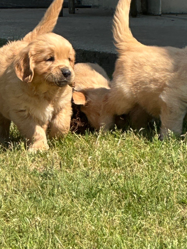 De sandie landes - Chiots disponibles - Golden Retriever