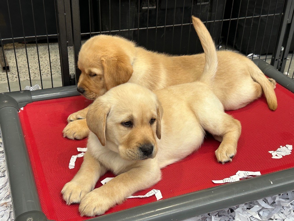De sandie landes - Chiots disponibles - Labrador Retriever