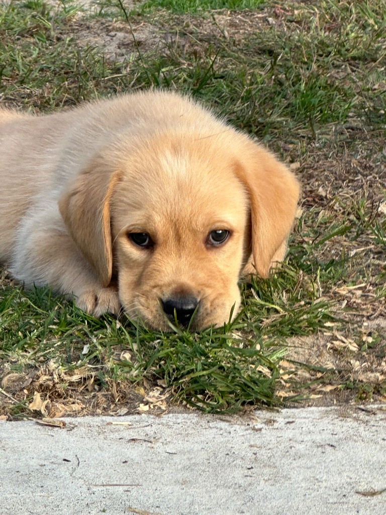 De sandie landes - Chiots disponibles - Labrador Retriever
