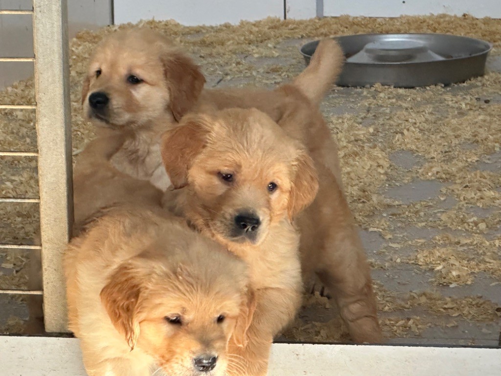 Chiot Golden Retriever De sandie landes