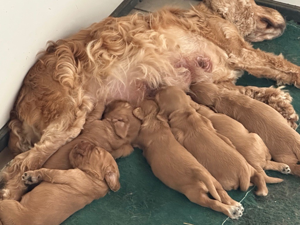 De sandie landes - Chiots disponibles - Cocker Spaniel Anglais