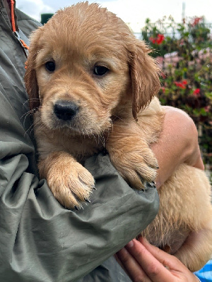 CHIOT 2