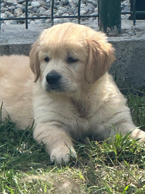 CHIOT 1