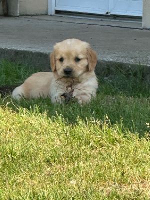 CHIOT 7