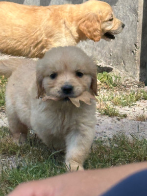 Chiot N°5
