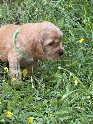 Chiot N°1