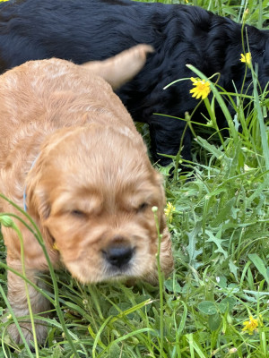 Chiot N°3