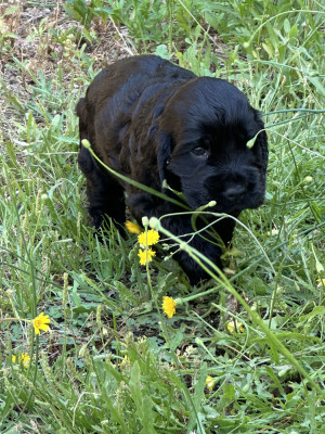 Chiot N°4