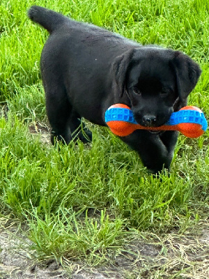 CHIOT 6
