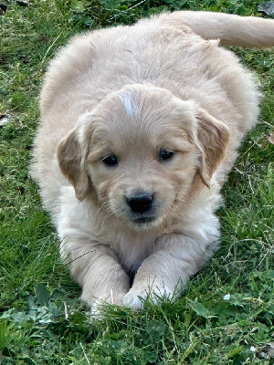 CHIOT 7