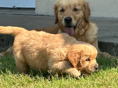 CHIOT 2