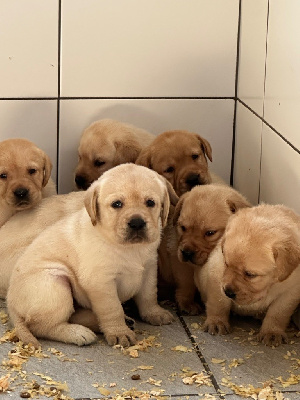CHIOT 2