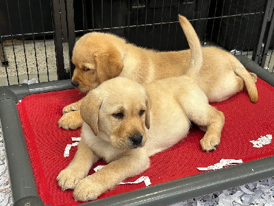 CHIOT 4