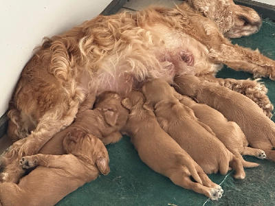 CHIOT 2