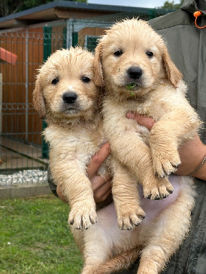 CHIOT 3