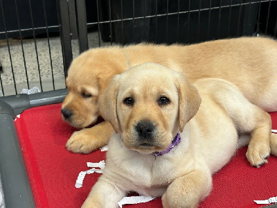 CHIOT 3