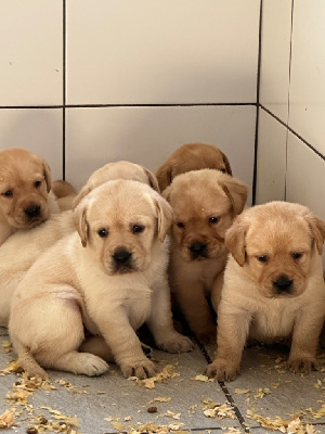CHIOT 1
