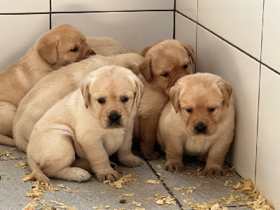 CHIOT 3