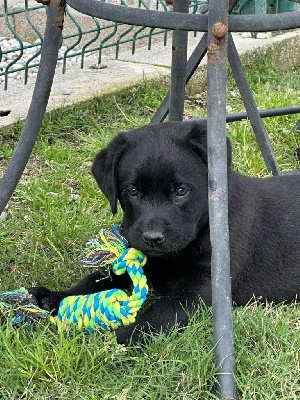 CHIOT 8