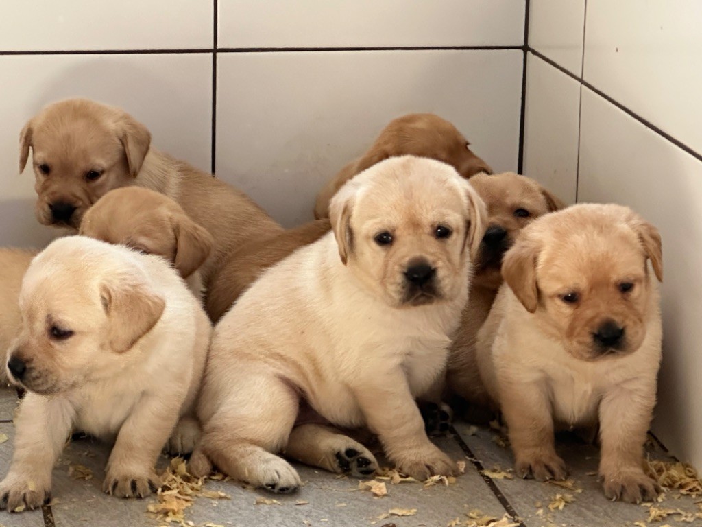 De sandie landes - Chiots disponibles - Labrador Retriever