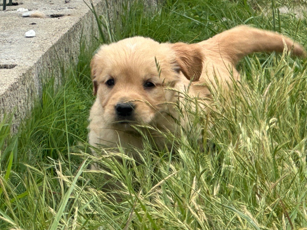 De sandie landes - Chiots disponibles - Golden Retriever