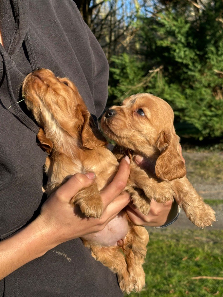 De sandie landes - Chiots disponibles - Cocker Spaniel Anglais