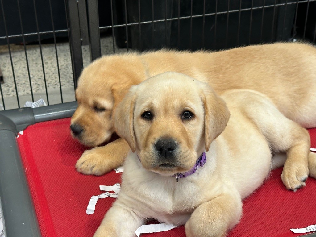 De sandie landes - Chiots disponibles - Labrador Retriever