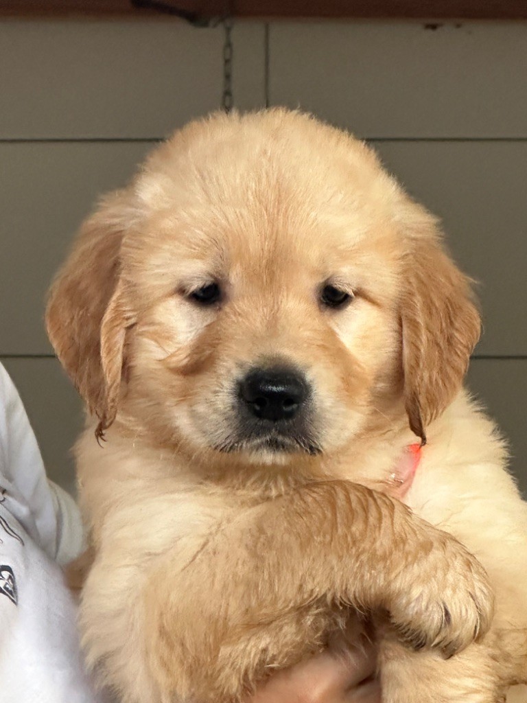 De sandie landes - Chiots disponibles - Golden Retriever