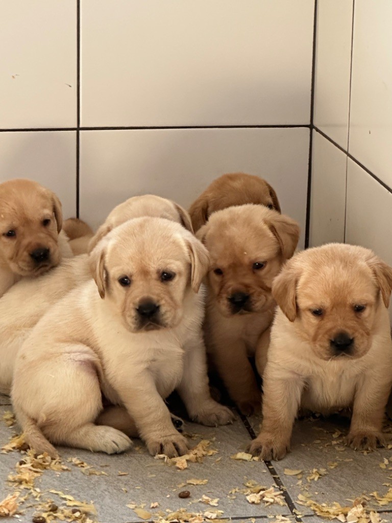 De sandie landes - Chiots disponibles - Labrador Retriever