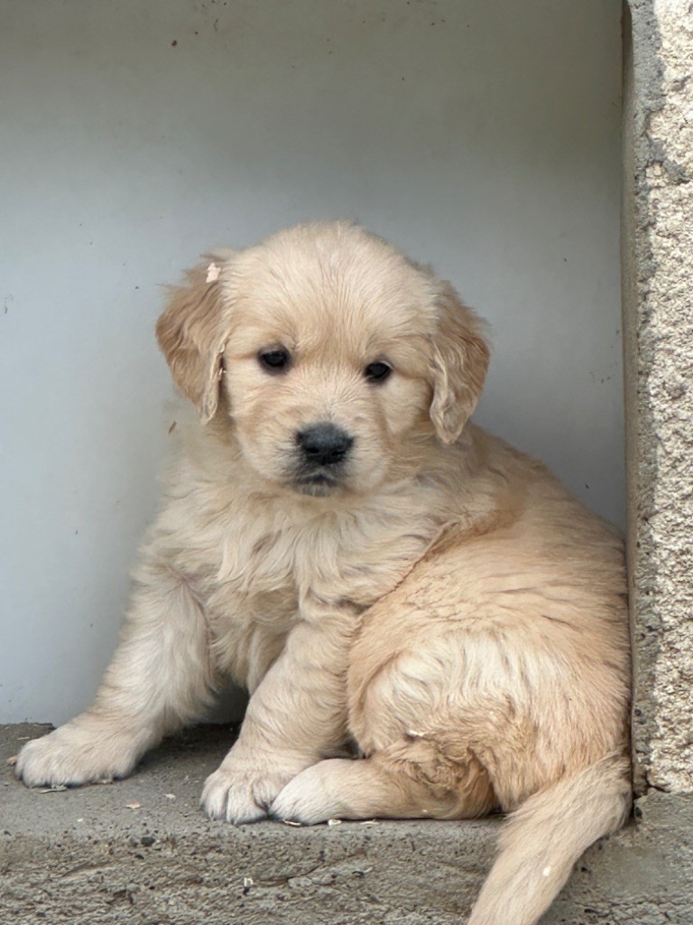 Chiot Golden Retriever De sandie landes