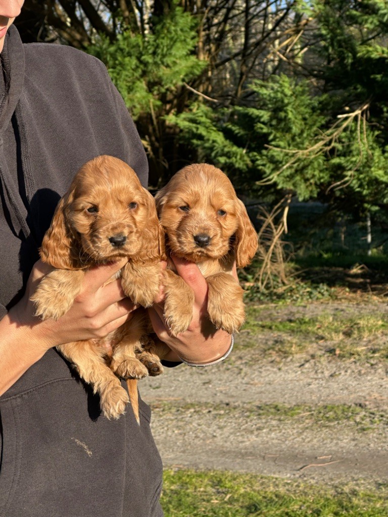 De sandie landes - Chiots disponibles - Cocker Spaniel Anglais